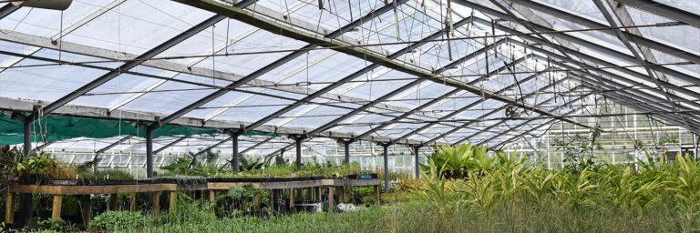Growing Plants in Auckland